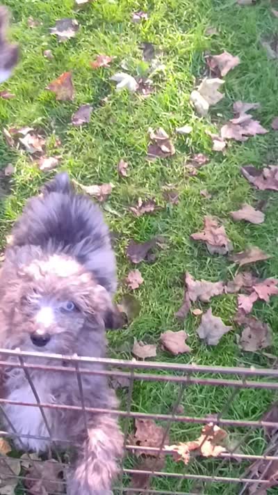 Toy Aussie Doodle girl Ready !, a female Poodle - Toy  and Toy Australian Shepherd for sale in Spraggs, PA – 7 of 9