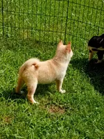 Butterscotch , a male Shiba Inu for sale in Spraggs, PA – 3 of 6