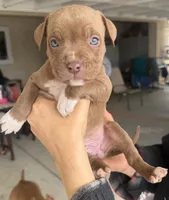 Rose , a female American Bully for sale in Hesperia, CA – 2 of 2