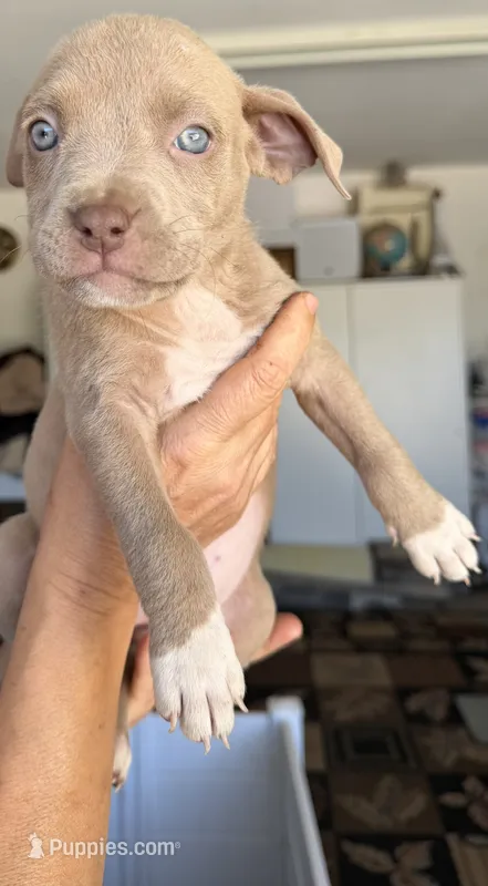 LaLa – American Bully puppy for sale in Hesperia, CA