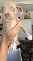 LaLa, a female American Bully for sale in Hesperia, CA – 1 of 1