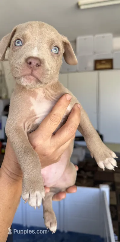 Buck – American Bully puppy for sale in Hesperia, CA