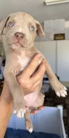 Buck, a male American Bully for sale in Hesperia, CA – 1 of 1