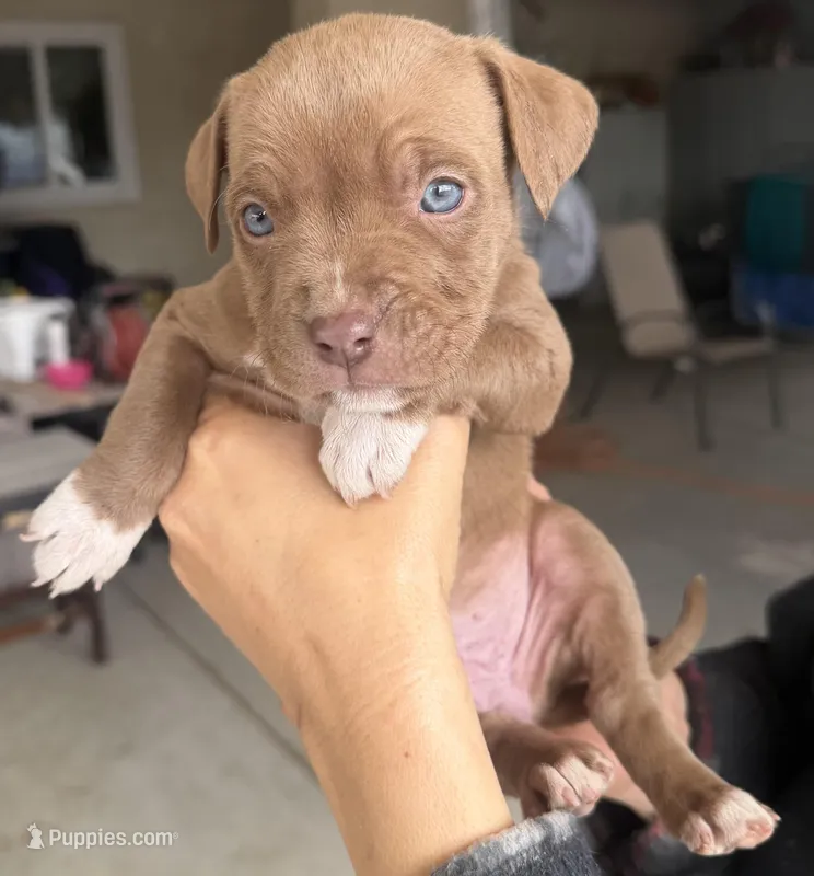 Rose – American Bully puppy for sale in Hesperia, CA