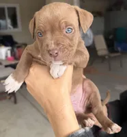Rose, a female American Bully for sale in Hesperia, CA – Photo 1 of 2