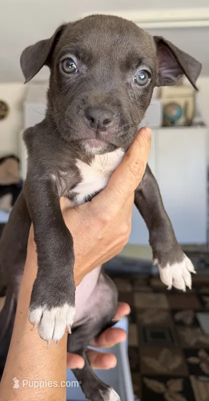 Bella – American Bully puppy for sale in Hesperia, CA
