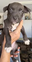 Bella, a female American Bully for sale in Hesperia, CA – 1 of 1