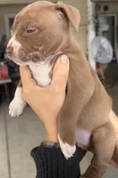 Bella , a female American Bully for sale in Hesperia, CA – Photo 3 of 3