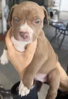 Bella , a female American Bully for sale in Hesperia, CA – Photo 2 of 3