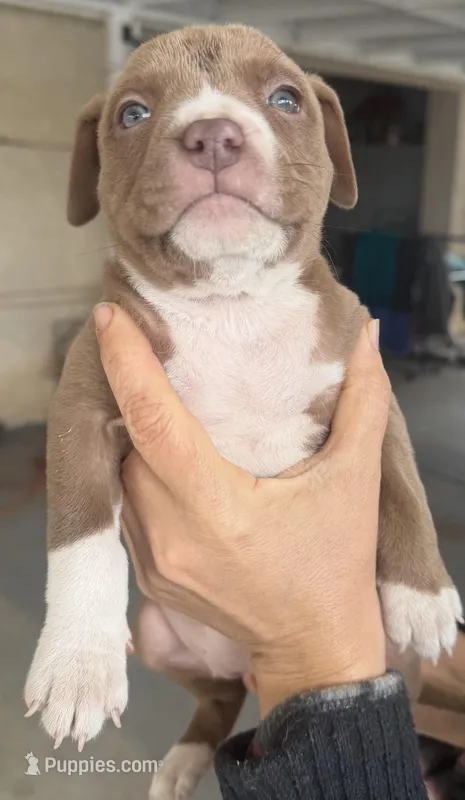 Bella  – American Bully puppy for sale in Hesperia, CA