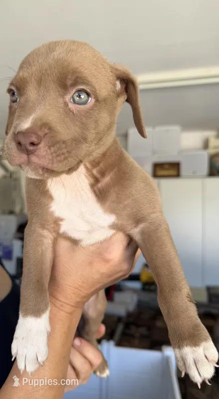 Rosie – American Bully puppy for sale in Hesperia, CA