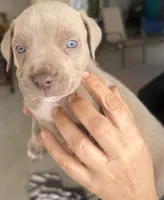 Buck, a male American Bully for sale in Hesperia, CA – Photo 1 of 3