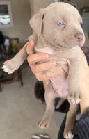 Buck, a male American Bully for sale in Hesperia, CA – Photo 3 of 3