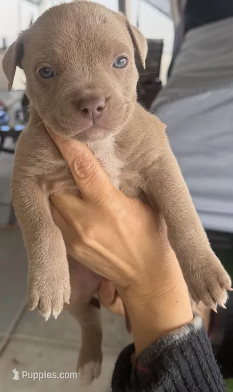 Theodora – American Bully puppy for sale in Hesperia, CA