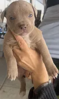 Theodora, a male American Bully for sale in Hesperia, CA – Photo 1 of 2
