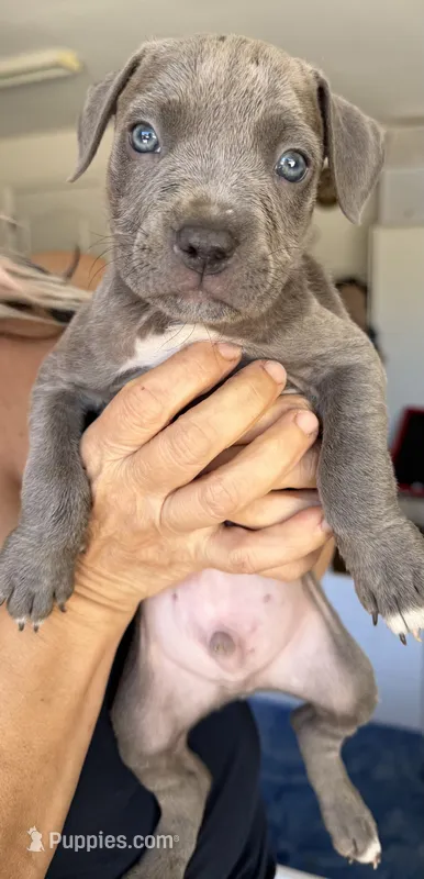 Ace – American Bully puppy for sale in Hesperia, CA