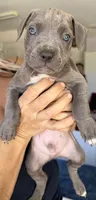 Ace, a male American Bully for sale in Hesperia, CA – 1 of 1