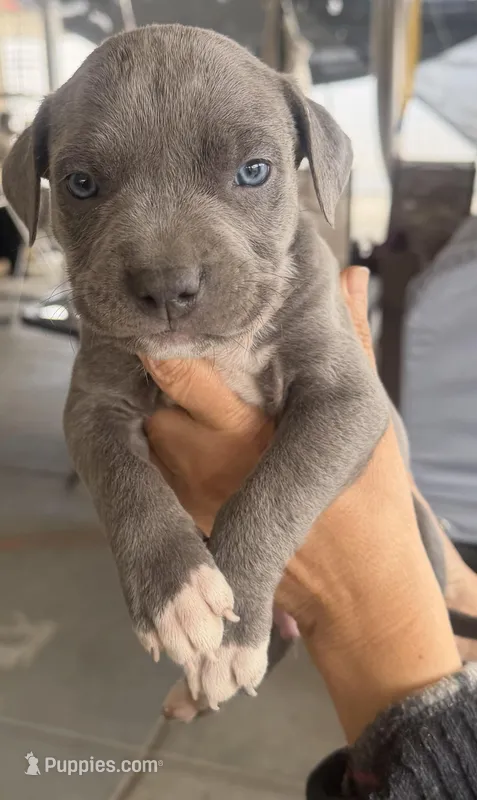 Tank – American Bully puppy for sale in Hesperia, CA