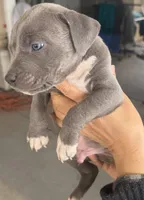 Tank, a male American Bully for sale in Hesperia, CA – Photo 3 of 3