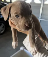 Maya , a female American Bully for sale in Hesperia, CA – 3 of 3