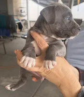 Ace, a male American Bully for sale in Hesperia, CA – Photo 2 of 2