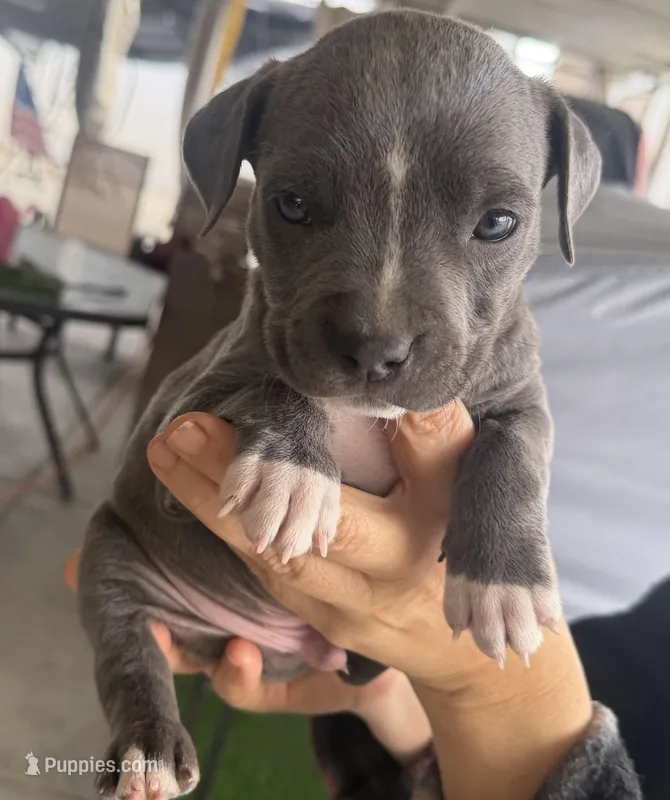 Ace – American Bully puppy for sale in Hesperia, CA
