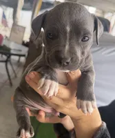 Ace, a male American Bully for sale in Hesperia, CA – Photo 1 of 2