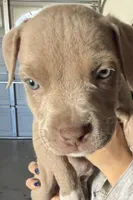 Maya , a female American Bully for sale in Hesperia, CA – 2 of 3