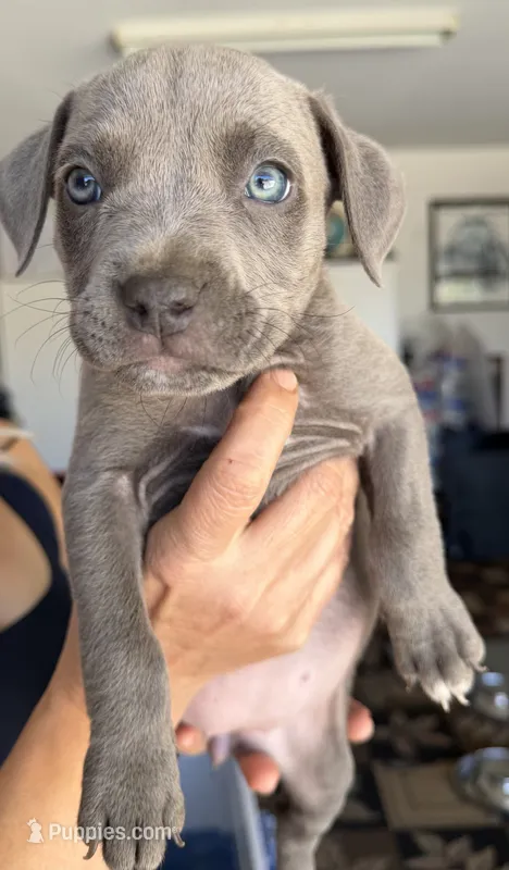 Zoe – American Bully puppy for sale in Hesperia, CA