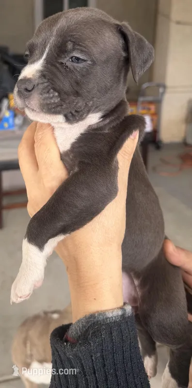 Zoe – American Bully puppy for sale in Hesperia, CA