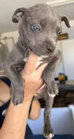 Rex, a male American Bully for sale in Hesperia, CA – 1 of 1