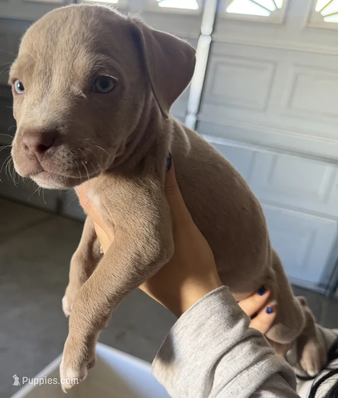 Maya  – American Bully puppy for sale in Hesperia, CA