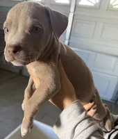 Maya , a female American Bully for sale in Hesperia, CA – 1 of 3
