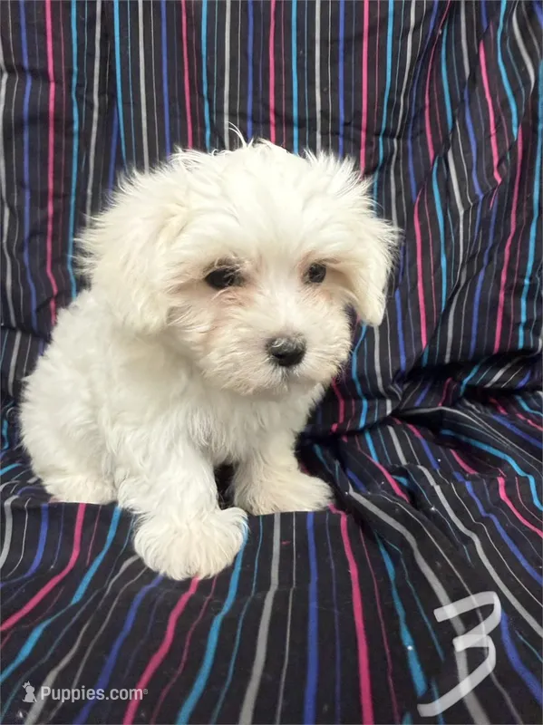 5914 – Maltese puppy for sale in Exeter, MO