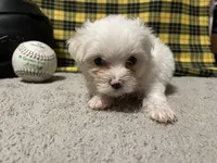 Diego, a male Maltese for sale in Exeter, MO – 7 of 7