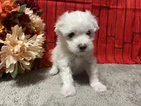 Cooper, a male Maltese for sale in Exeter, MO – 4 of 6