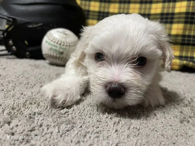 Edwin – Maltese puppy for sale in Exeter, MO