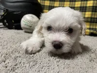 Edwin, a male Maltese for sale in Exeter, MO – 1 of 3