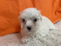 5917, a female Maltese for sale in Exeter, MO – 2 of 6