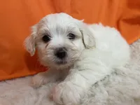 5910, a male Maltese for sale in Exeter, MO – 1 of 4