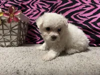 Delaney, a female Maltese for sale in Exeter, MO – 4 of 4