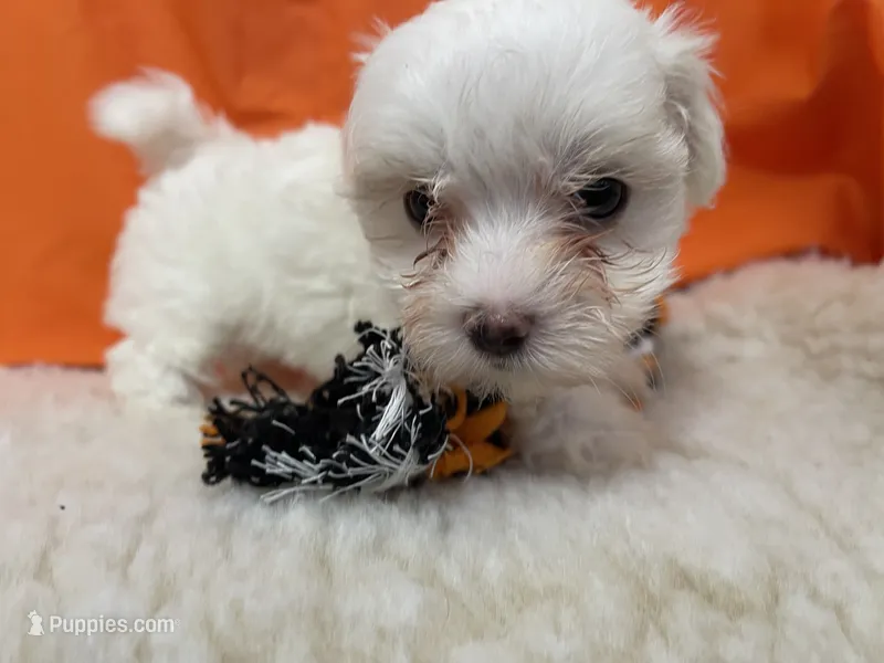 5917 – Maltese puppy for sale in Exeter, MO