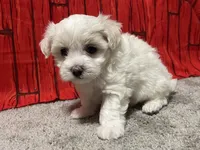 Danny, a male Maltese for sale in Exeter, MO – 2 of 3