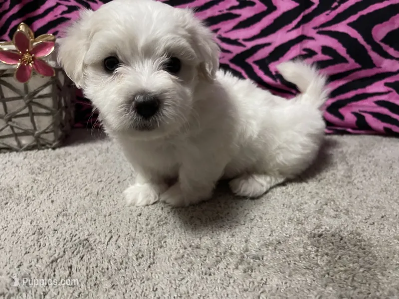 Emily – Maltese puppy for sale in Exeter, MO