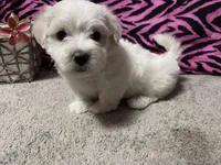Emily, a female Maltese for sale in Exeter, MO – 1 of 5