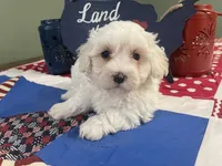 Ben, a male Maltese for sale in Exeter, MO – 4 of 4