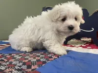 Betti, a female Maltese for sale in Exeter, MO – 2 of 4