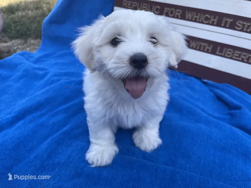 Emily – Maltese puppy for sale in Exeter, MO