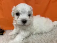 5919, a male Maltese for sale in Exeter, MO – 4 of 6
