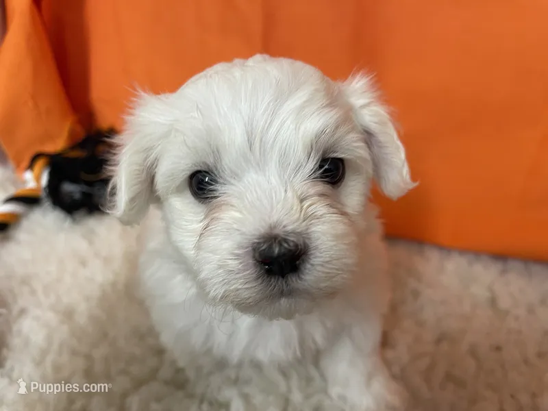 5914 – Maltese puppy for sale in Exeter, MO
